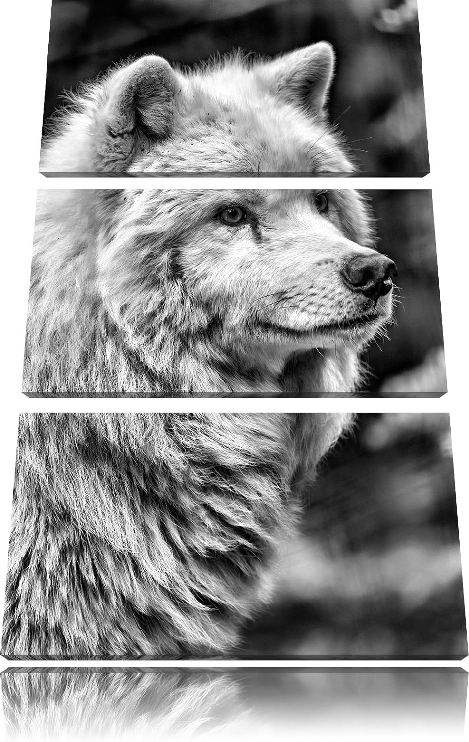 Pixxprint prächtiger Polarwolf als Leinwandbild/Grösse: 3 Teilig (120x80) cm/Wandbild/Kunstdruck/fer