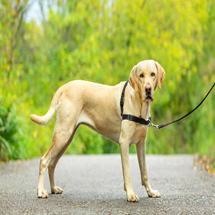 PetSafe Easy Walk-Geschirr, Anti-Zieh-Hundegeschirr, Verringert Würgen und Husten, Mit 1,8 M Leine,