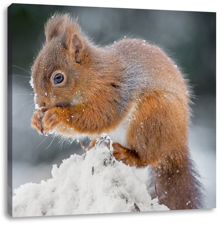 Pixxprint Kleines Eichhörnchen im Winter, Format: 70x70 auf Leinwand, 70x70