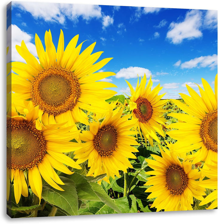Pixxprint Sonnenblumenwiese unter blauem Himmel, Format: 70x70 auf Leinwand, 70x70