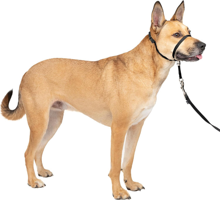 PetSafe Sanfter Führer Halsband mit Trainings-DVD schwarz Medium, schwarz Medium