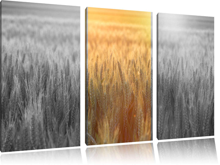 Romantisches Getreidefeld bei Sonnenuntergang schwarz/weiss 3-Teiler Leinwandbild 120x80 Bild auf Le