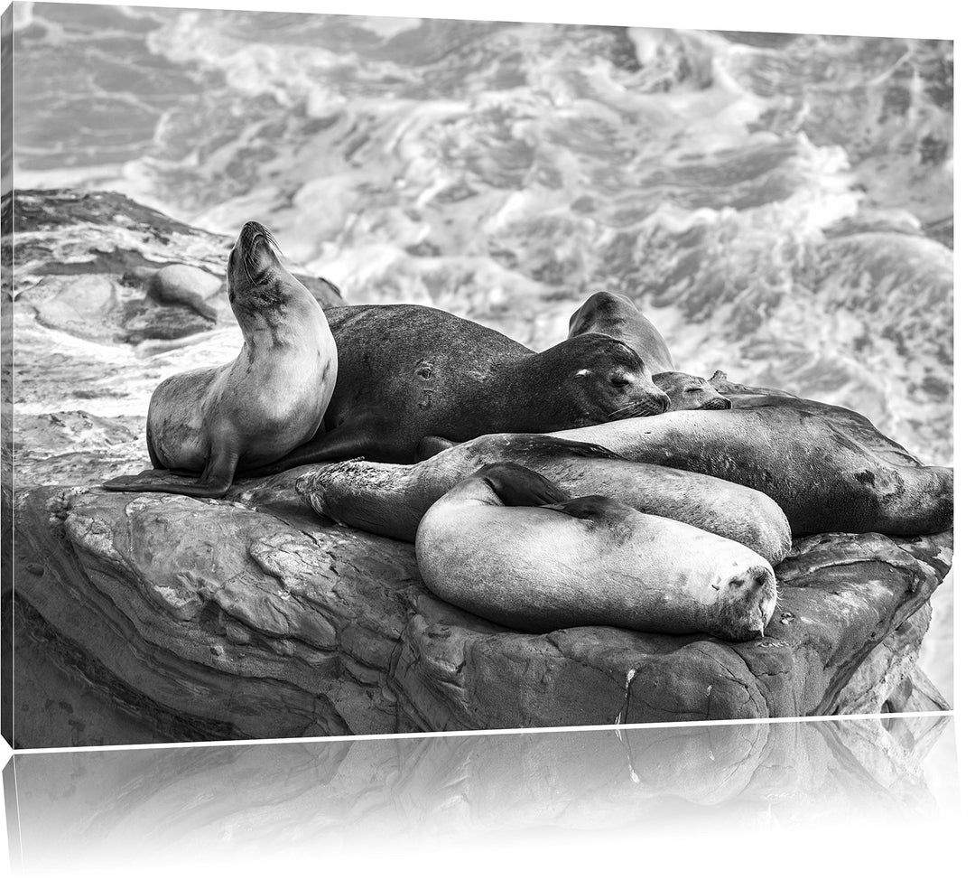 Pixxprint Eine Gruppe von Seelöwen an Einer Bucht Kunst B&amp;W, Format: 100x70 auf Leinwand, XXL riesig