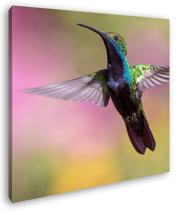 deyoli flinker Kolibri Format: 60x60 als Leinwand, Motiv fertig gerahmt auf Echtholzrahmen, Hochwert