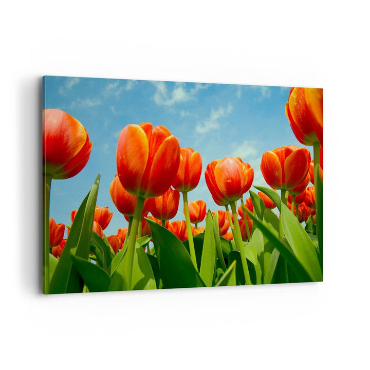 Bilder auf Leinwand 100x70cm Leinwandbild Tulpe Blume blauer Himmel Gross Wanddeko Bild Schlafzimmer