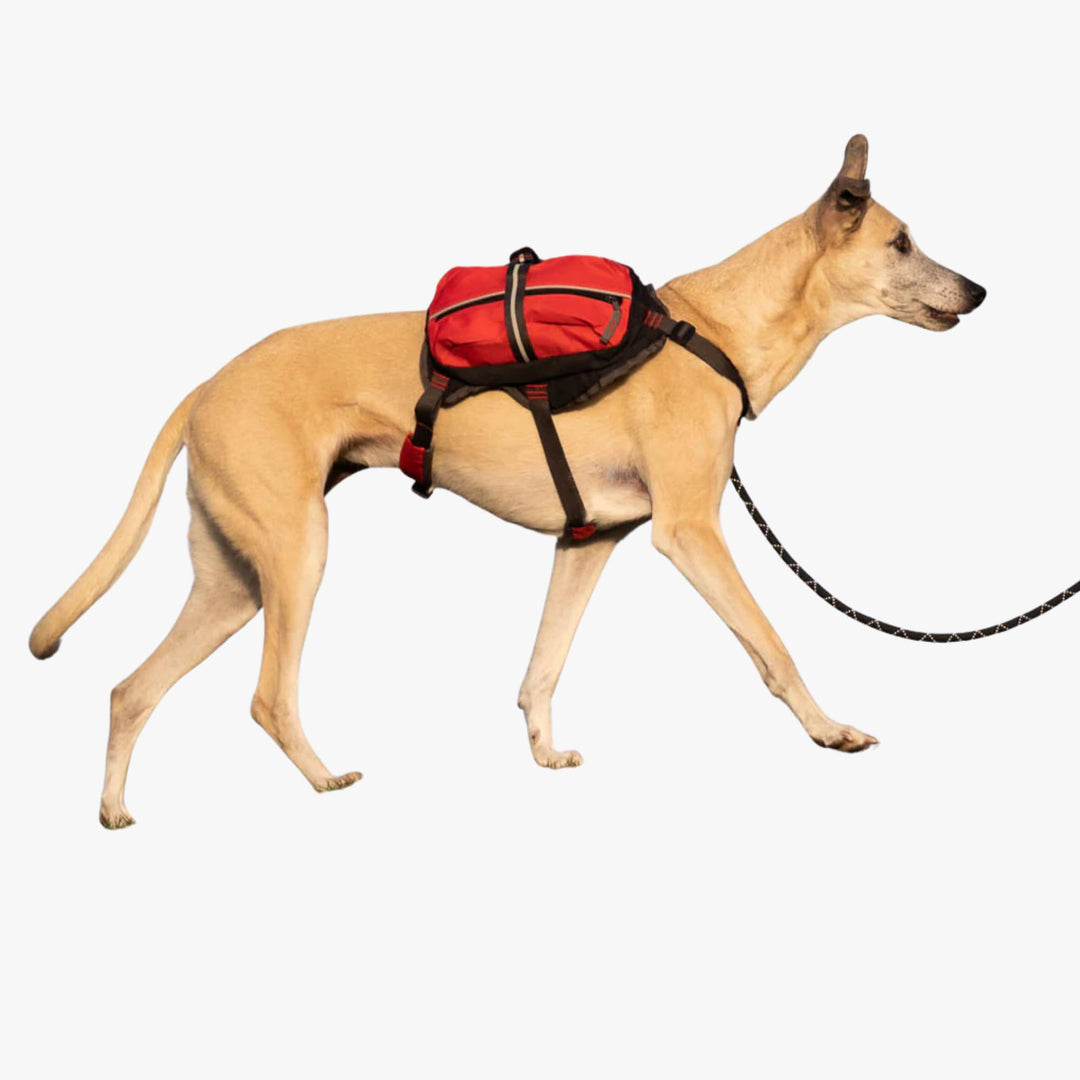 iEnergy™ MAL Hunderucksack - Wetterfester Rucksack für Hunde – Gut gepolsterter Wanderrucksack (Klei