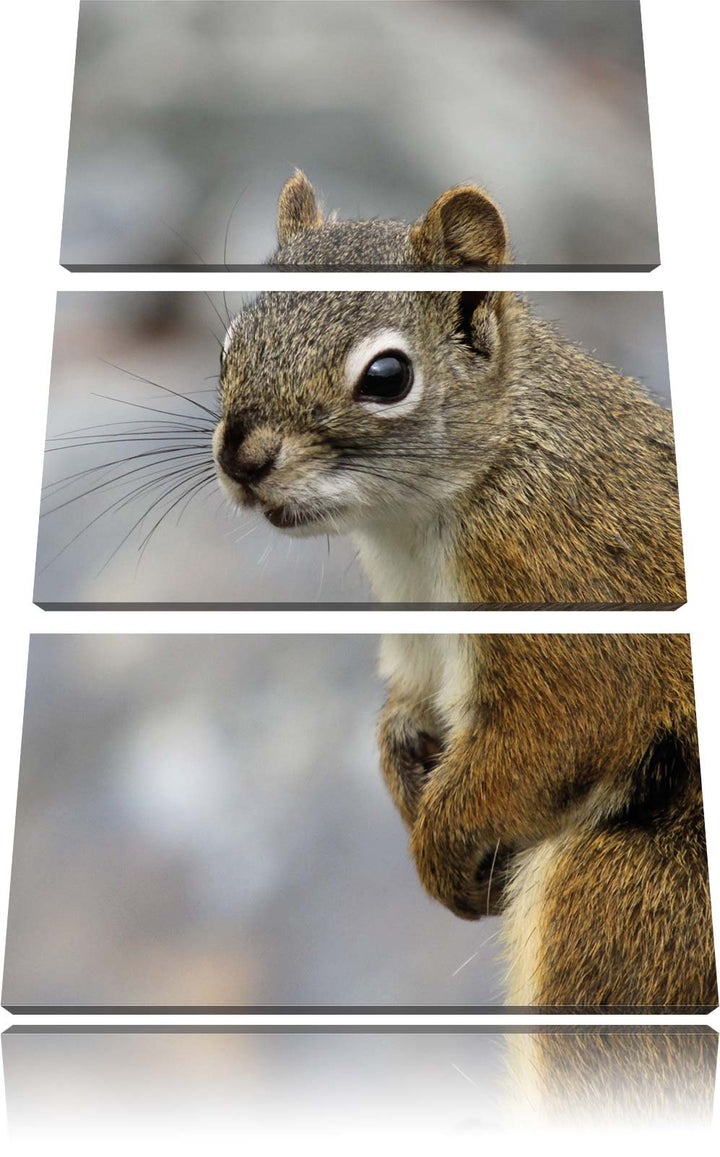 Pixxprint kleines wachsames Eichhörnchen als Leinwandbild/Grösse: 3 Teilig (120x80) cm/Wandbild/Kuns
