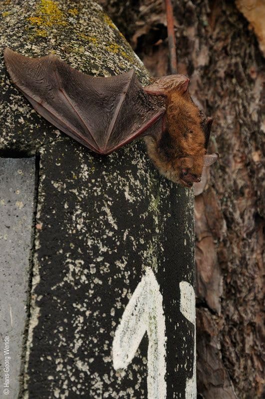 Schwegler Naturschutzprodukt Fledermaus Höhle Satz 2 Stück Nistschutz Nisthöhlen Fledermaushöhle 2F