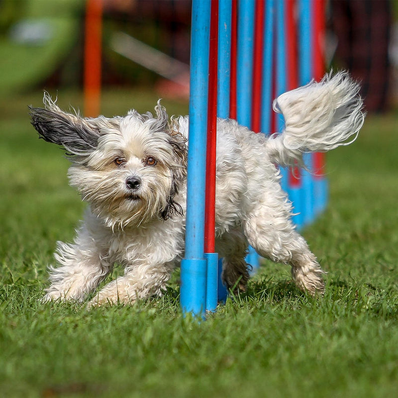 Relaxdays Dog Agility Wippe, Agility Training, grosse & kleine Hunde, Hundetraining, Hundewippe, 54