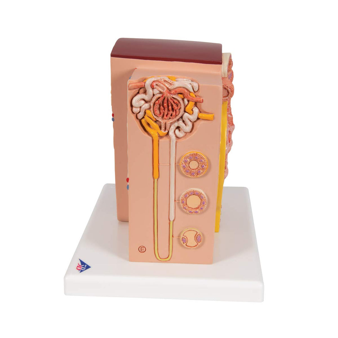 3B Scientific Menschliche Anatomie - MICROanatomy™ Niere + kostenlose Anatomie App - 3B Smart Anatom