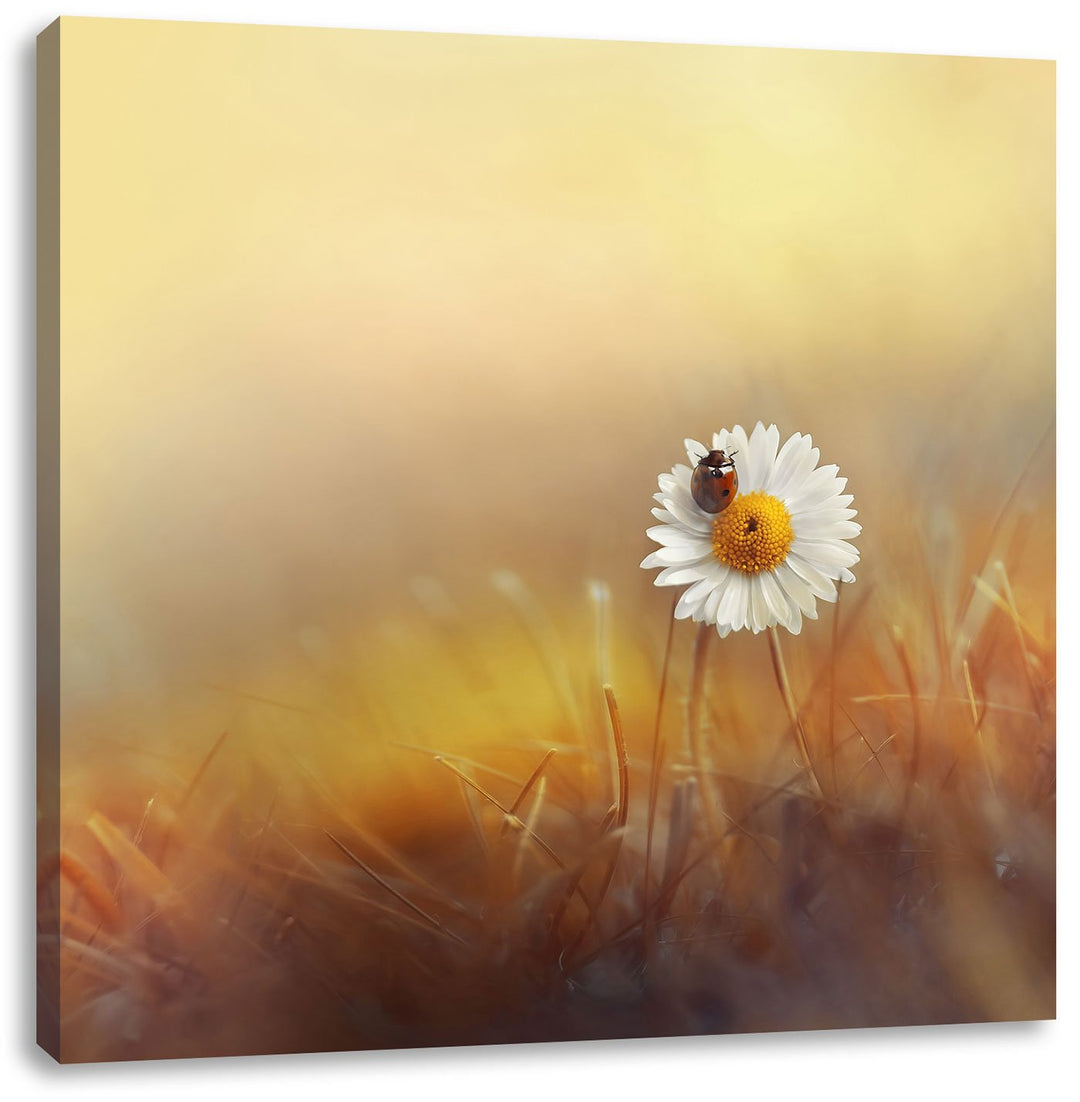 Pixxprint Gänseblümchen mit Marienkäfer als Leinwandbild | Grösse: 70x70 cm | Wandbild | Kunstdruck