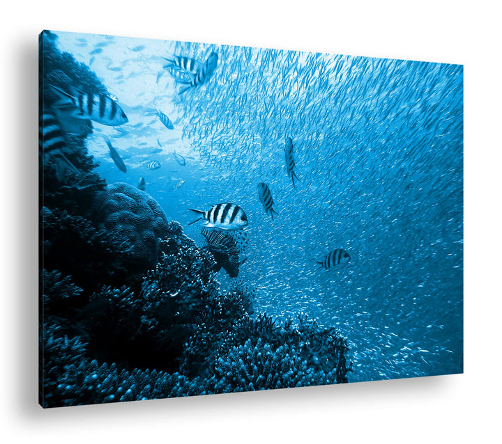 deyoli Fischschwärme im Korallenriff Format: 100x70 Effekt: Monocrome Blau als Leinwandbild, Motiv f