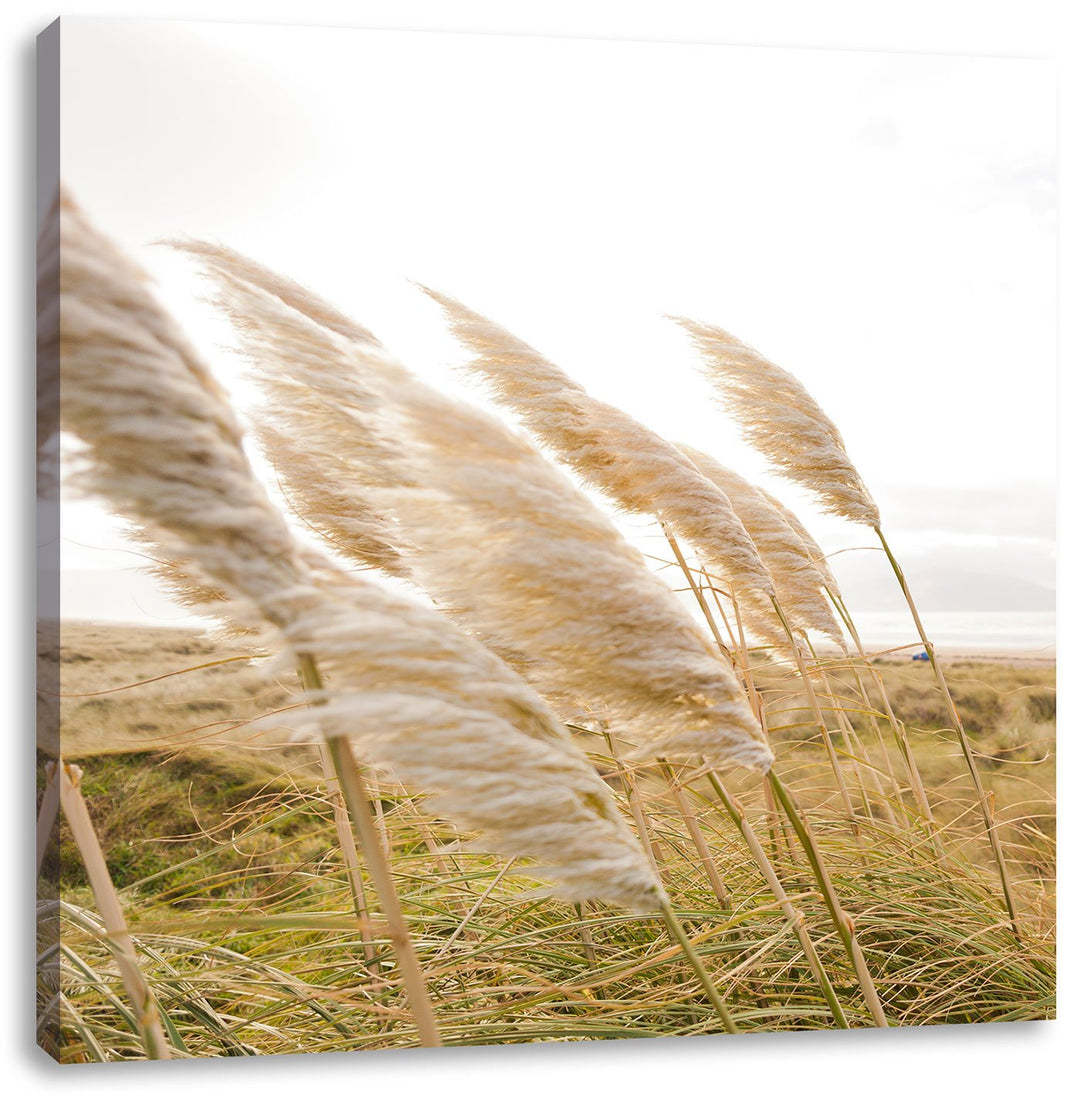 Pixxprint Schönes Schilf in den Dünen als Leinwandbild Quadratisch/Grösse: 70x70 / Wandbild/Kunstdru
