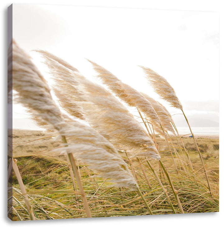 Pixxprint Schönes Schilf in den Dünen als Leinwandbild Quadratisch/Grösse: 70x70 / Wandbild/Kunstdru