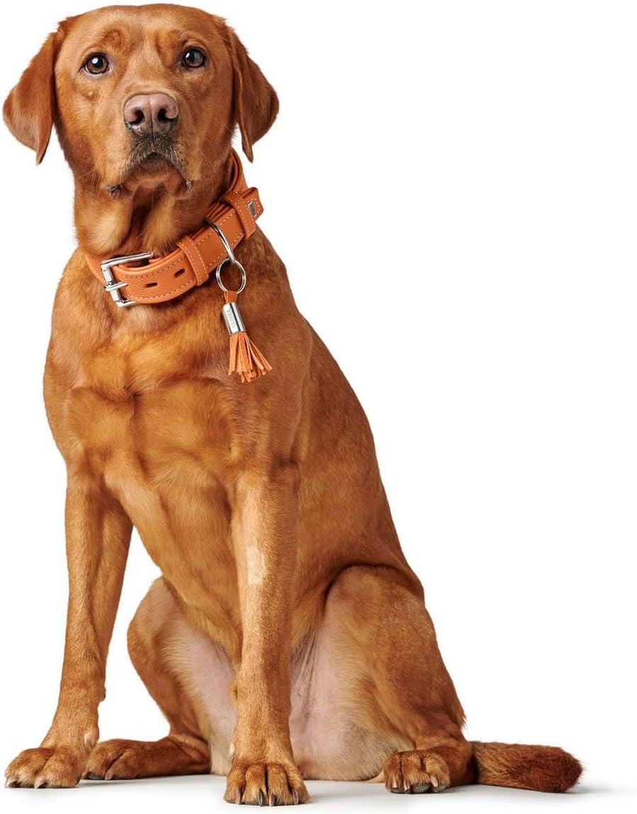 HUNTER CANNES Hundehalsband, Leder, Nappaleder, weich, edel, elegant, 70 (L-XL), orange 70 (L-XL) or