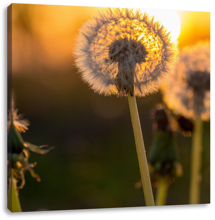 Pixxprint Pusteblume, Format: 70x70 auf Leinwand, XXL riesige Bilder fertig gerahmt mit Keilrahmen,
