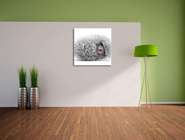Pixxprint süsser zusammengerollter Igel als Leinwandbild/Grösse: 70x70 cm/Wandbild/Kunstdruck/fertig