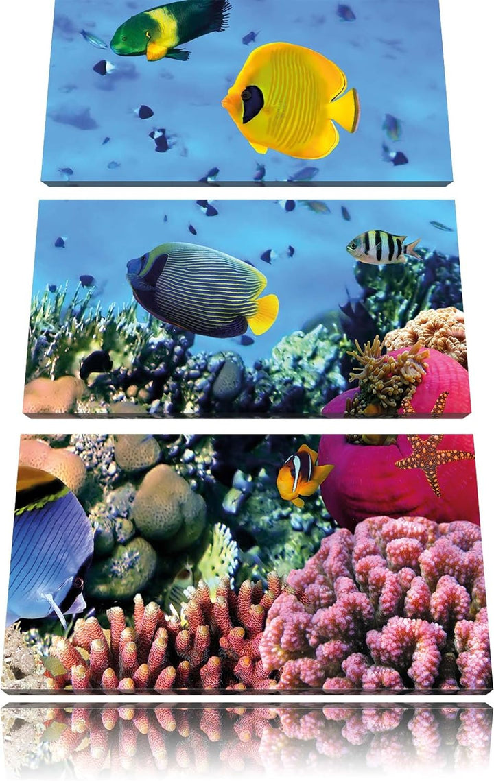 Pixxprint Fische im Korallenriff als Leinwandbild/Grösse: 3 Teilig (120x80) cm/Wandbild/Kunstdruck/f