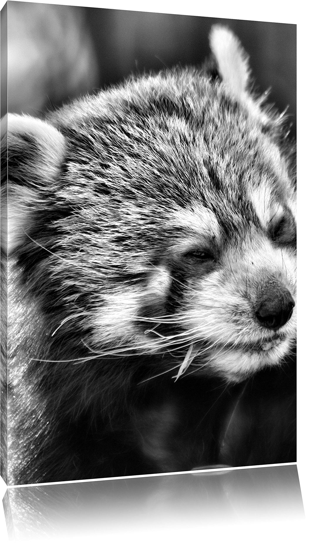 Pixxprint Monocrome, Kleiner Panda SAGT Hallo, Format: 100x70 auf Leinwand, riesige Bilder fertig ge