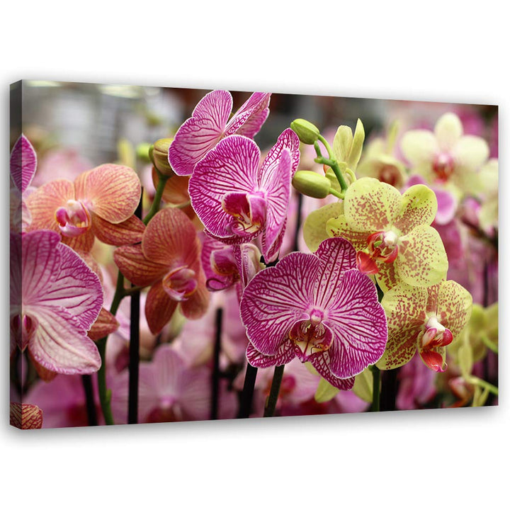 Feeby Bild auf Leinwand Pflanze Kunstdruck modern Orchidee Violett 80x60 cm Leinwandbild 80x60 cm Vi