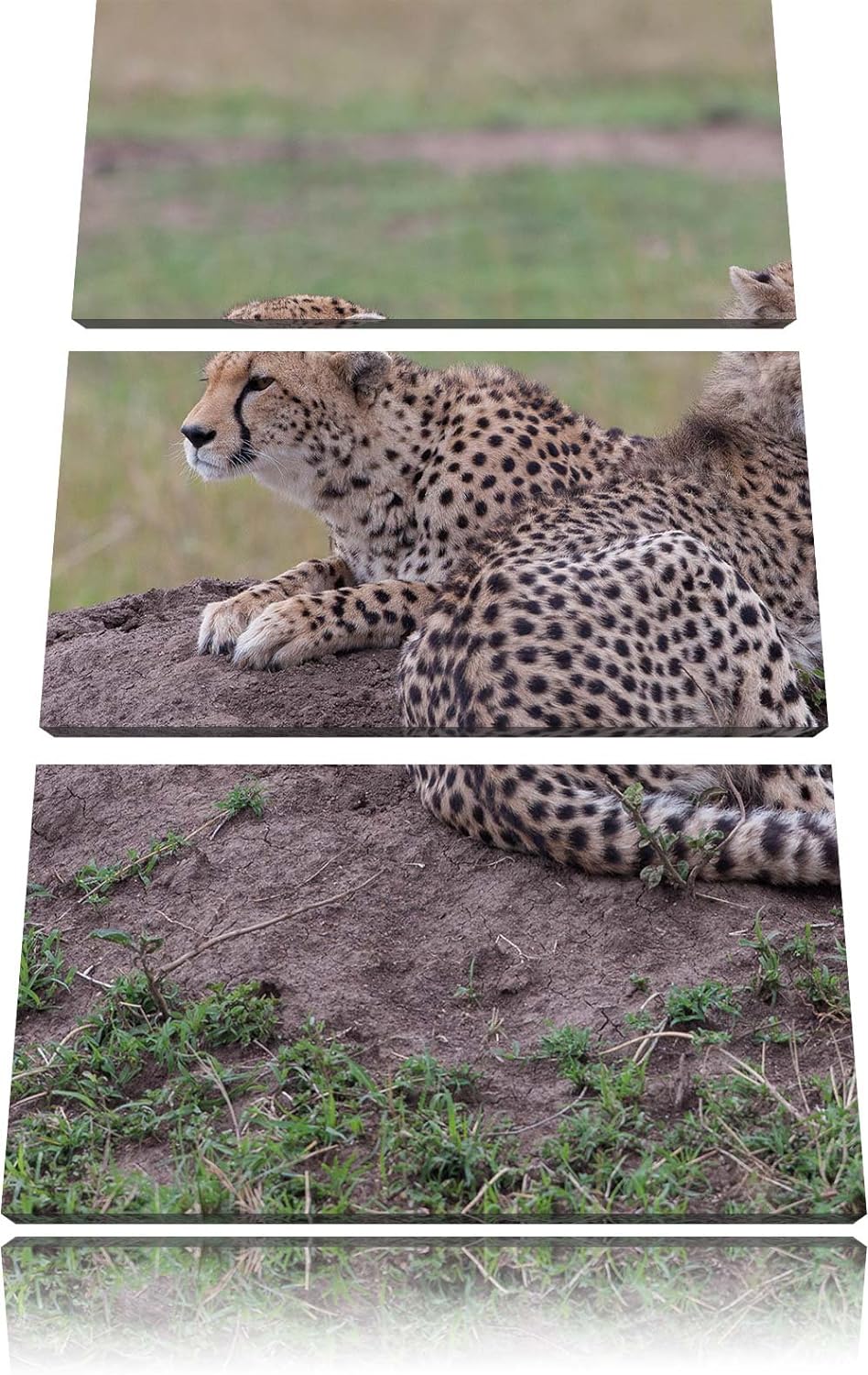 Pixxprint prächtige Geparden auf Stein / 3-Teilig/Gesamtmass 120cm Leinwandbild bespannt auf Holzrah