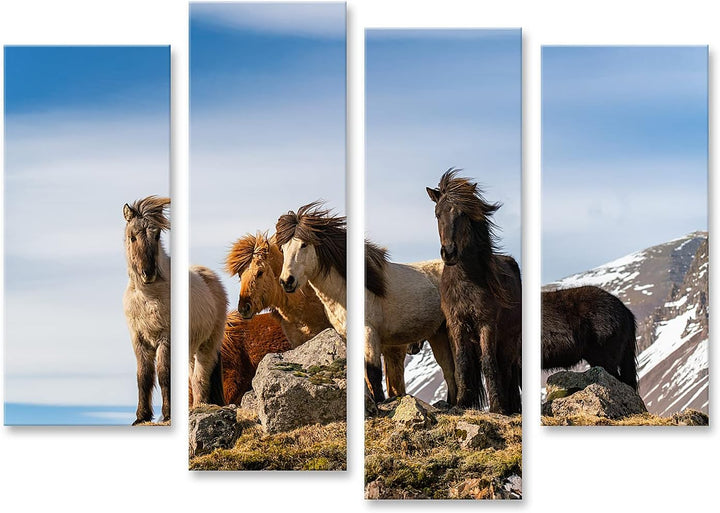 islandburner Bild auf Leinwand Isländische Pferde Pferderasse Geschaffen Island Schöne Winterausgabe