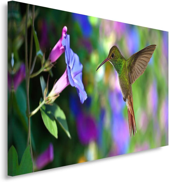 Feeby Frames, Leinwandbild, Bilder, Wand Bild, Wandbilder, Kunstdruck 50x70cm, VOGEL, KOLIBRI, TIERE
