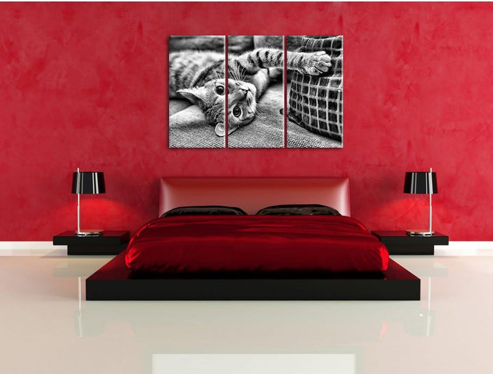 Pixxprint Süsses Kätzchen spielt als Leinwandbild/Grösse: 3 Teilig (120x80) cm/Wandbild/Kunstdruck/f