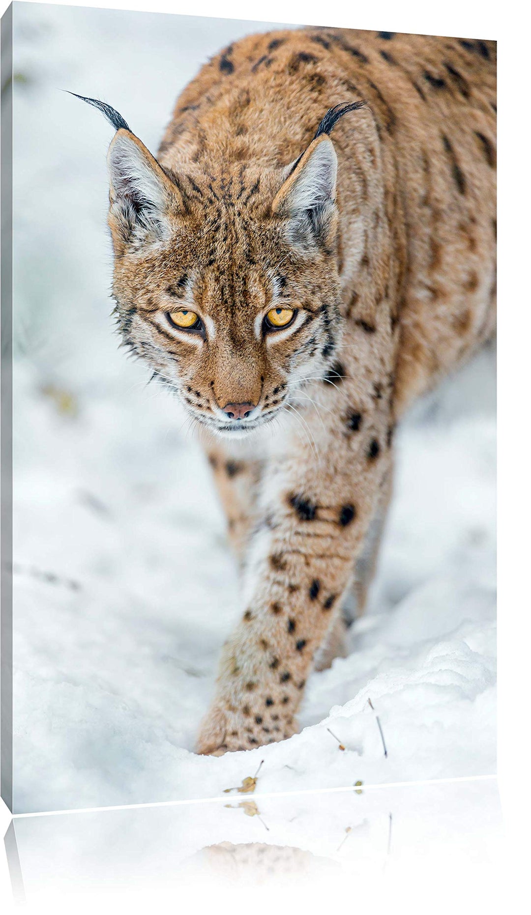 Pixxprint wachsamer Luchs im Schnee auf Leinwand, XXL riesige Bilder fertig gerahmt mit Keilrahmen,