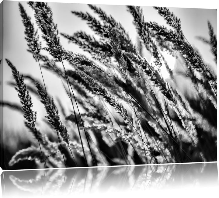 Pixxprint Schilf / 100x70cm Leinwandbild bespannt auf Holzrahmen/Wandbild Kunstdruck Dekoration, 100