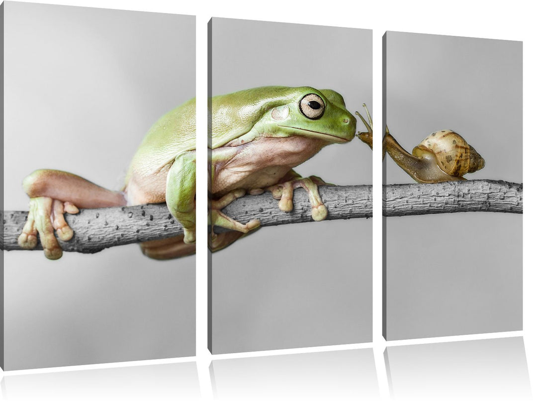 Pixxprint der Frosch und die Schnecke B&W Detail 3-Teiler Leinwandbild 120x80 Bild auf Leinwand