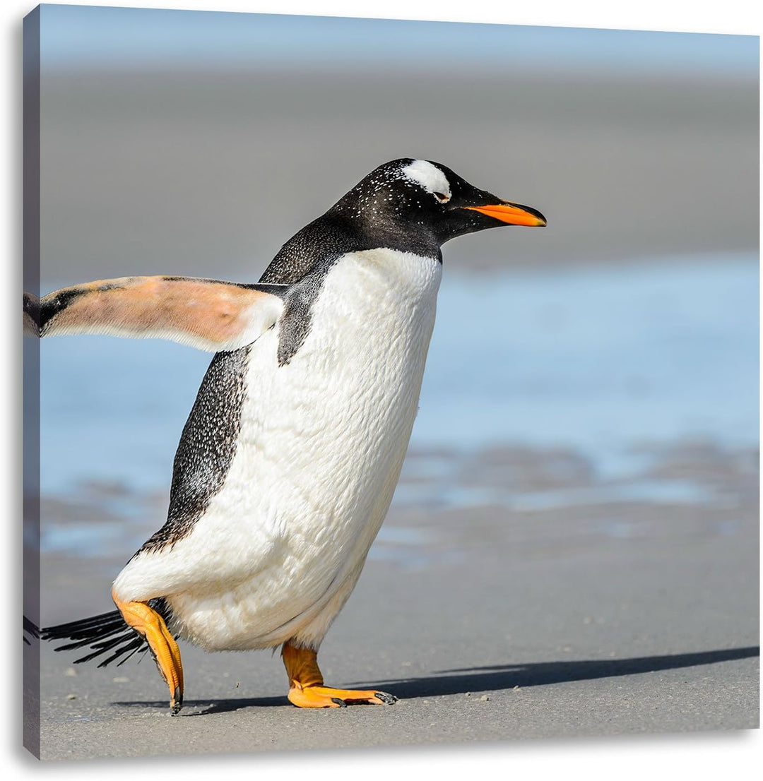 Pinguin am Strand, Format: 70x70 auf Leinwand, XXL riesige Bilder fertig gerahmt mit Keilrahmen, Kun