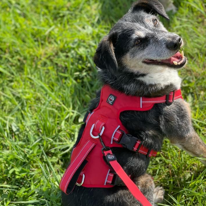 ELBA Sicherheitsgeschirr Hund ausbruchsicher – Verstellbares No-Pull Hundegeschirr gepolstert &amp; refl