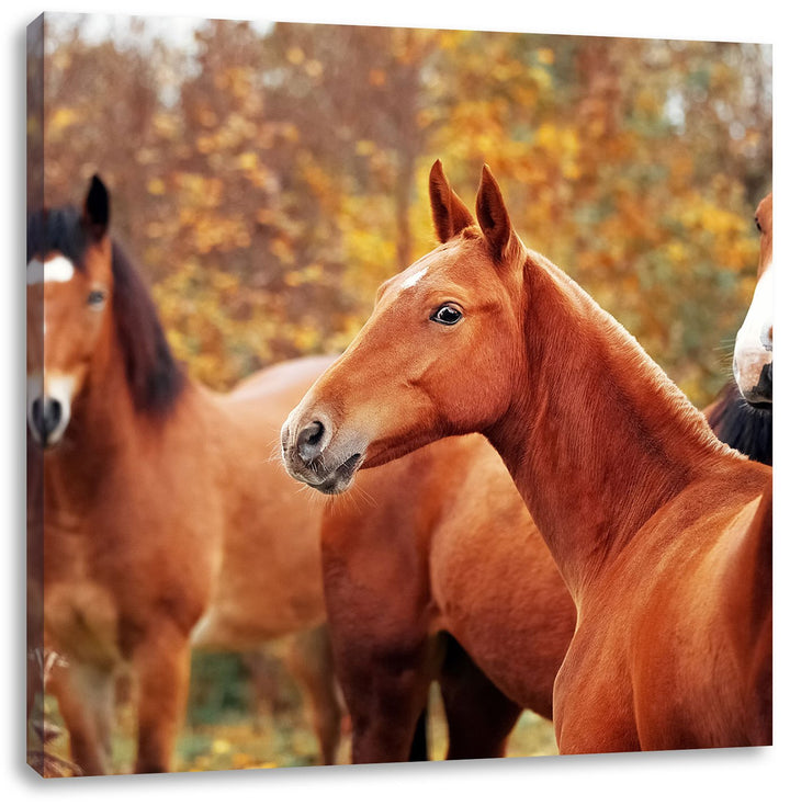 Pixxprint schöne Pferde auf der Wiese als Leinwandbild Quadratisch/Grösse: 70x70 / Wandbild/Kunstdru