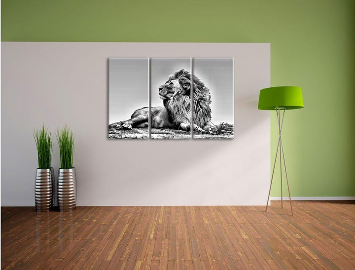 Pixxprint liegender Löwe als Leinwandbild | Grösse: 3 Teilig (120x80) | Wandbild| Kunstdruck | ferti