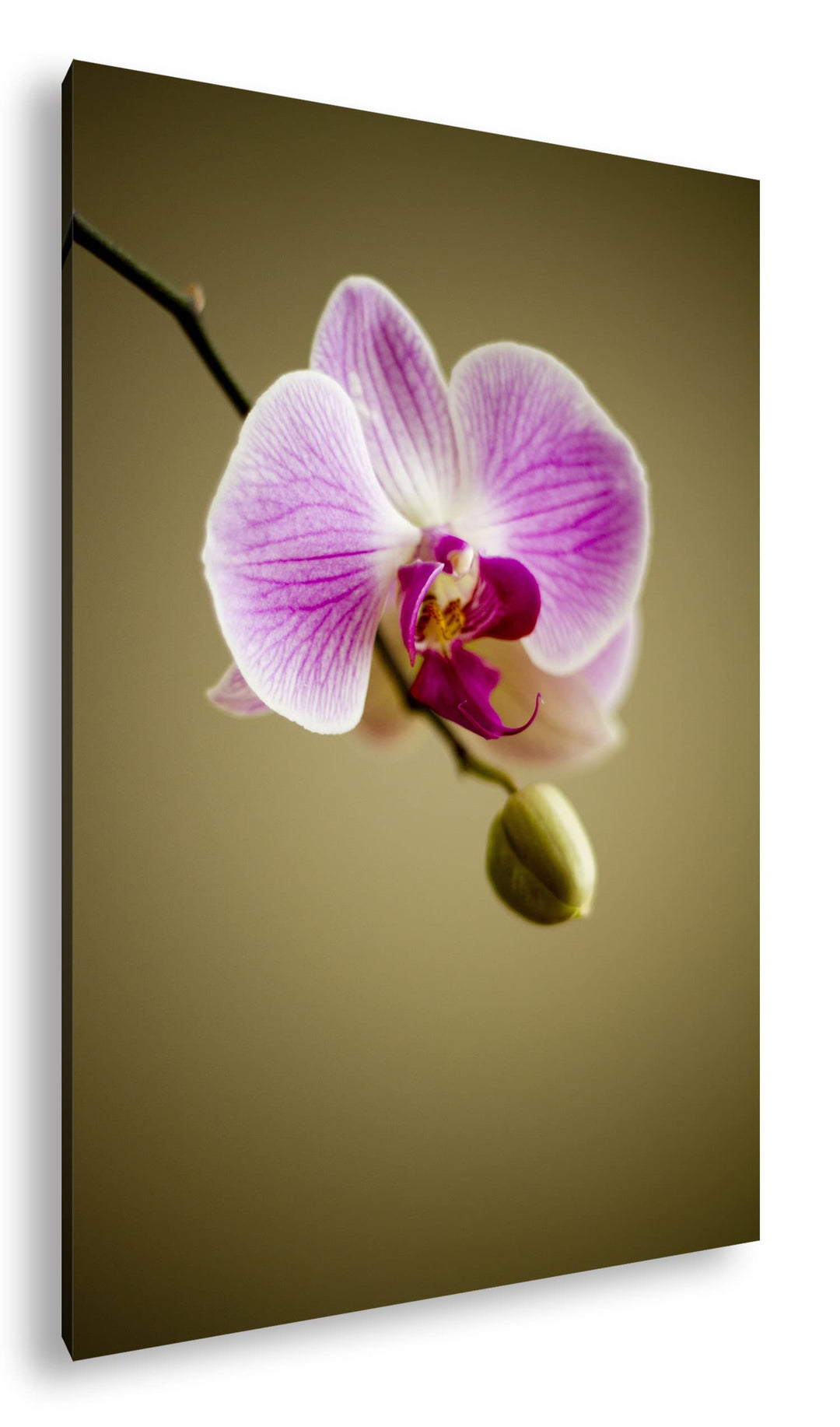 deyoli zauberhafte Orchidee Format: 100x70 als Leinwandbild, Motiv fertig gerahmt auf Echtholzrahmen