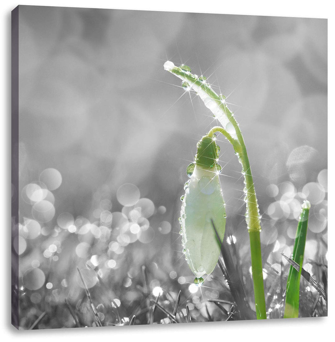 Pixxprint Schneeglöckchen im Morgentau als Leinwandbild Quadratisch/Grösse: 70x70 / Wandbild/Kunstdr