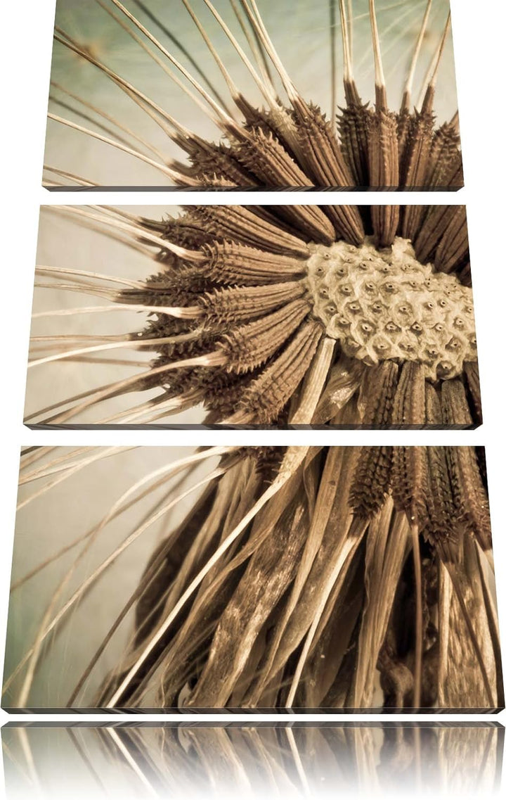 Pixxprint Vertrocknete Pusteblume als Leinwandbild/Grösse: 3 Teilig (120x80) cm/Wandbild/Kunstdruck/