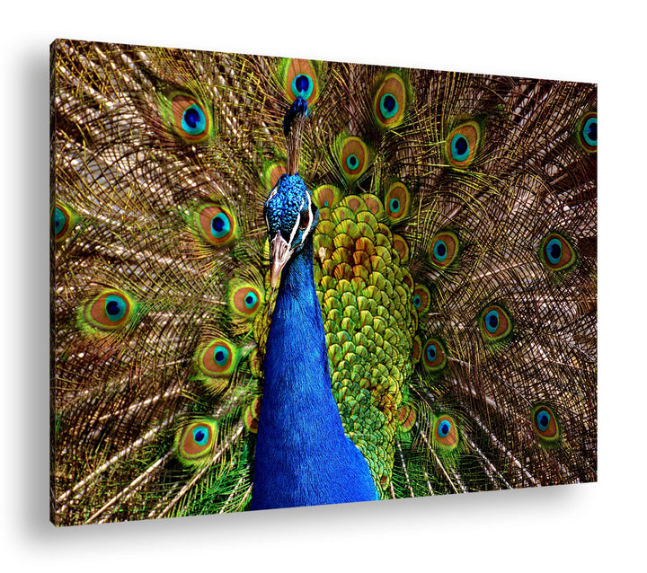 deyoli himmlisches Pfau Gefieder Format: 80x60 cm als Leinwandbild, Motiv fertig gerahmt auf Echthol