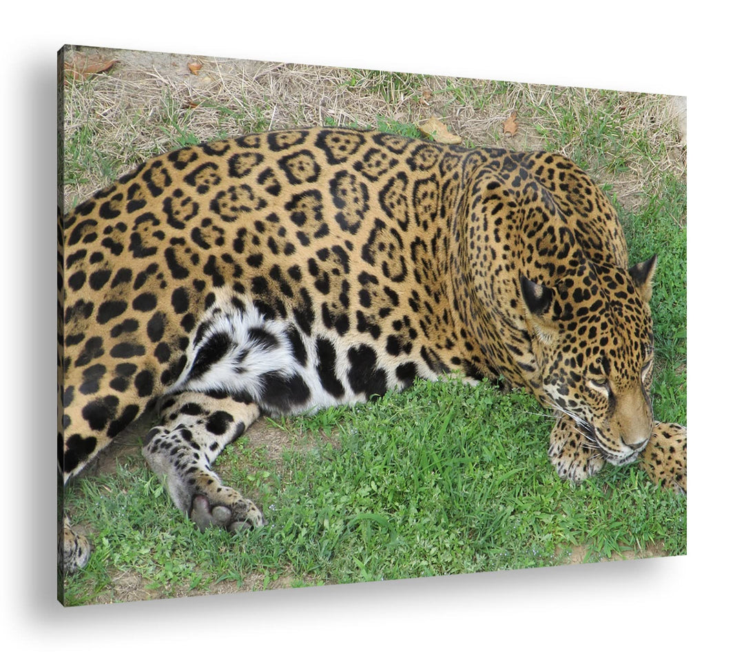 deyoli ruhig liegender Leopard Format: 100x70 als Leinwand, Motiv fertig gerahmt auf Echtholzrahmen,