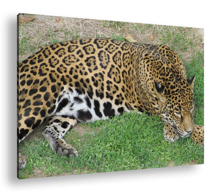 deyoli ruhig liegender Leopard Format: 100x70 als Leinwand, Motiv fertig gerahmt auf Echtholzrahmen,