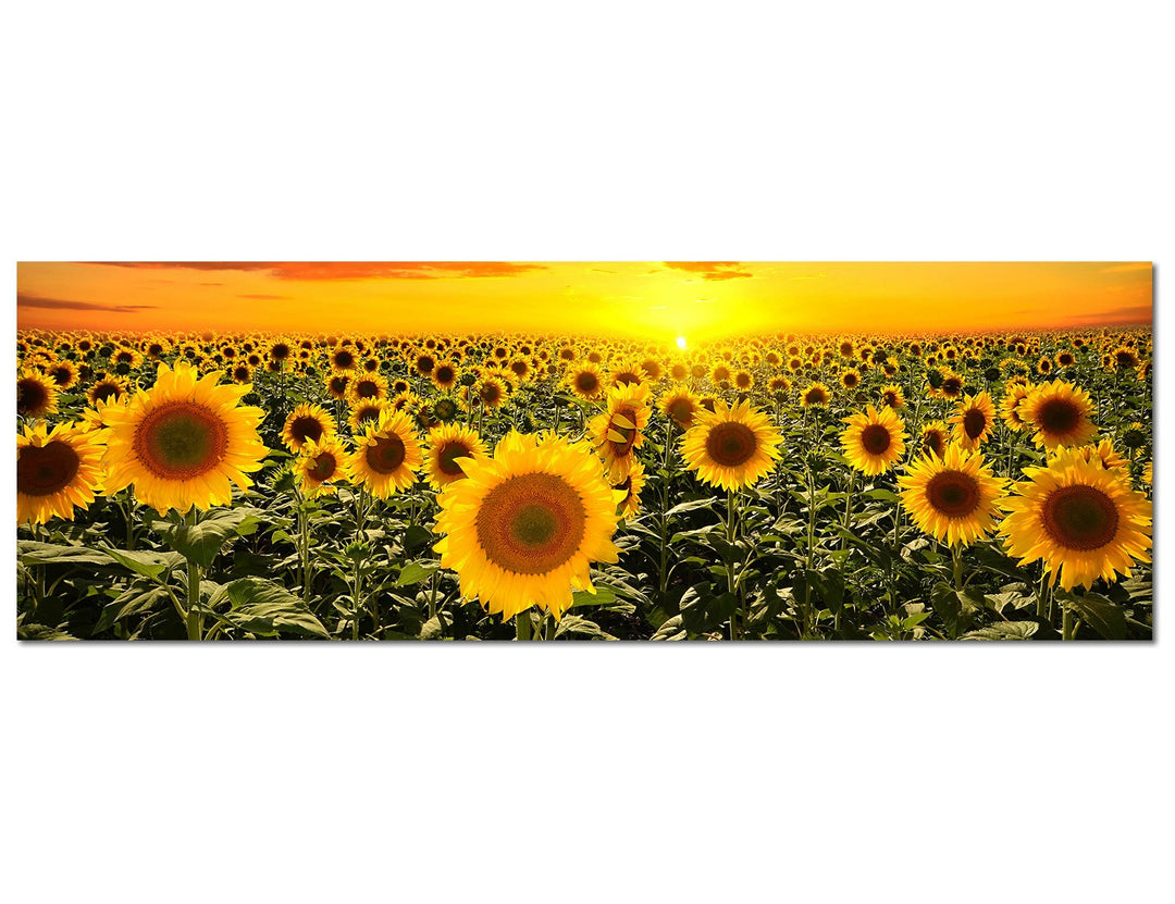 Paul Sinus Art Panoramabild auf Leinwand und Keilrahmen 120x40cm Sonnenblumenfeld Himmel Sonnenunter