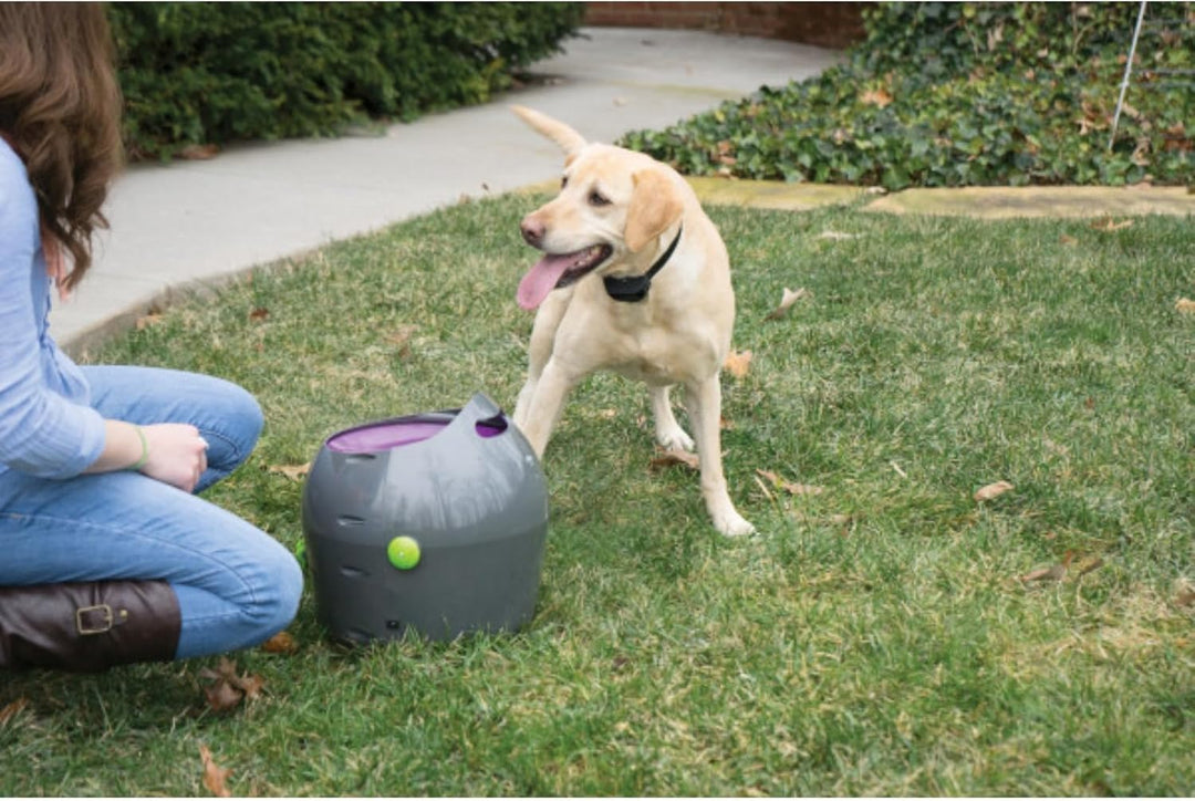 PetSafe Automatisches Hundespielzeug, interaktiver Tennisballwerfer für Hunde, wasserdicht, 1 Stück