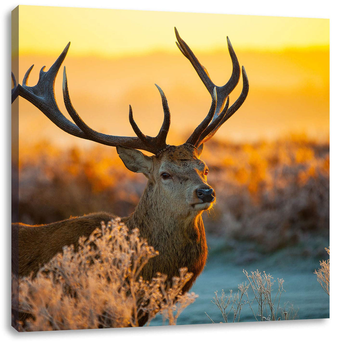 Stolzer Hirsch auf Wiese, Format: 70x70 auf Leinwand, XXL riesige Bilder fertig gerahmt mit Keilrahm
