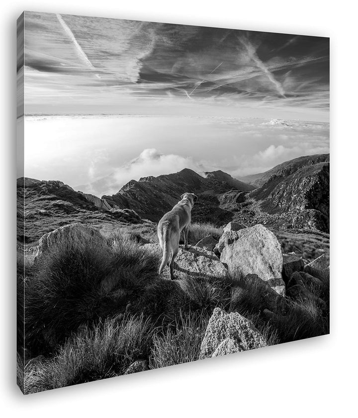 Hund auf einen Berg über den Wolken Format: 60x60 Effekt: Schwarz&Weiss als Leinwandbild, Motiv auf