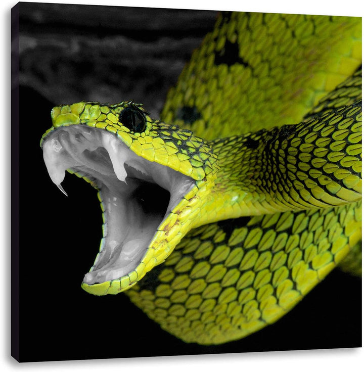 Pixxprint beeindruckende Schlange als Leinwandbild Quadratisch/Grösse: 70x70 / Wandbild/Kunstdruck/f