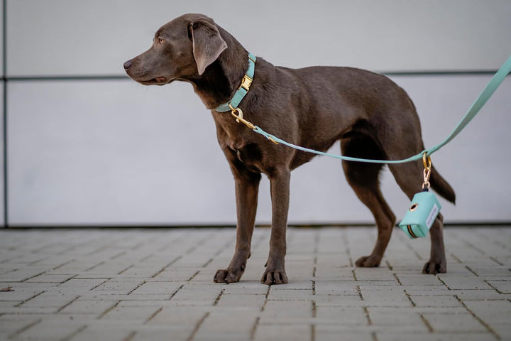 VELVETIER® Paris | Halsband Hund im Set mit Leine & Beutelspender | Veganes Leder | Hunde Halsbänder