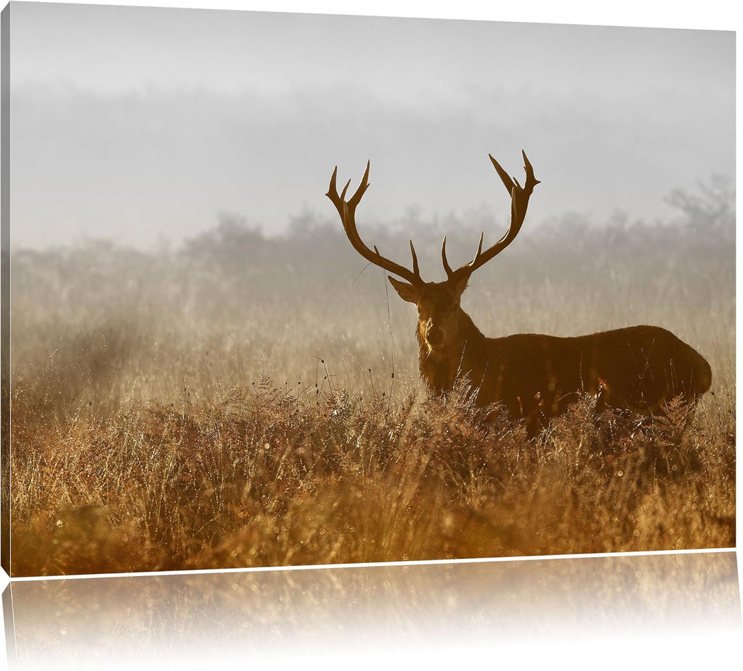 Pixxprint Rotwild Hirsch in Abenddämmerung als Leinwandbild/Grösse: 100x70 cm/Wandbild/Kunstdruck/fe