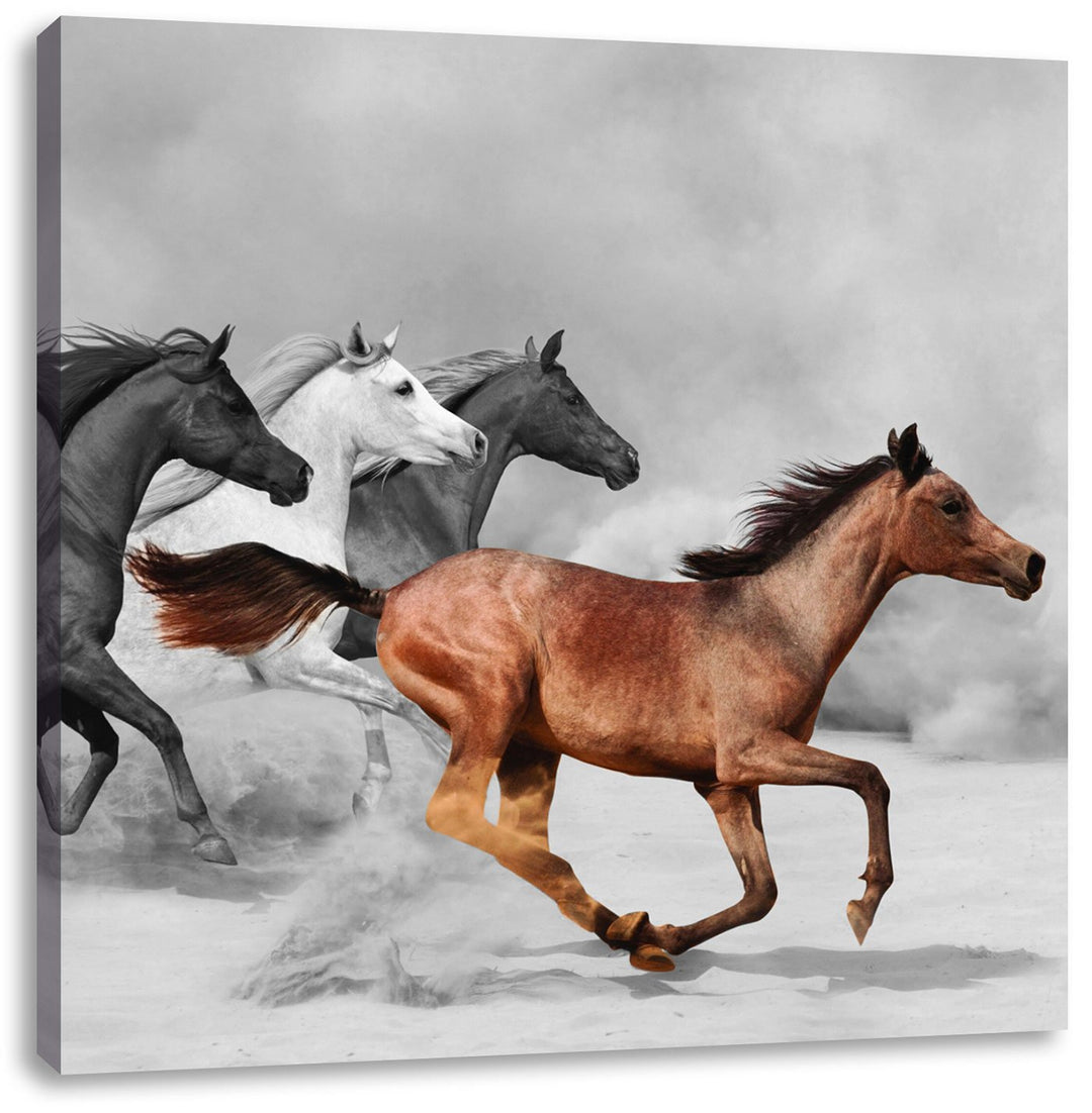 Pixxprint Mustangs in der Wüste als Leinwandbild Quadratisch/Grösse: 70x70 / Wandbild/Kunstdruck/fer