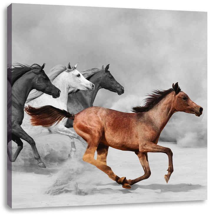 Pixxprint Mustangs in der Wüste als Leinwandbild Quadratisch/Grösse: 70x70 / Wandbild/Kunstdruck/fer